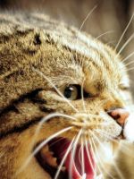 Cats Hat Face Kitten
