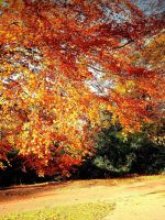 Autumn Scenery Edinburgh Botanic Garden