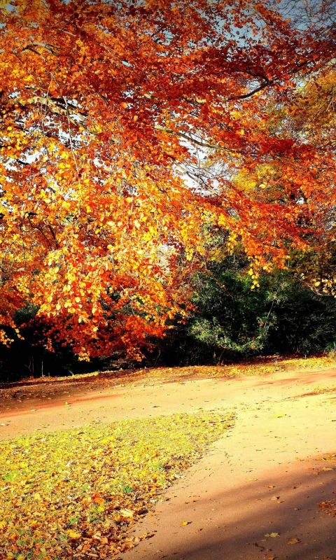 Autumn Scenery Edinburgh Botanic Garden