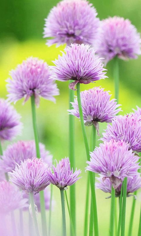 Fresh And Elegant Flower