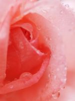 Beautiful Rose Flower