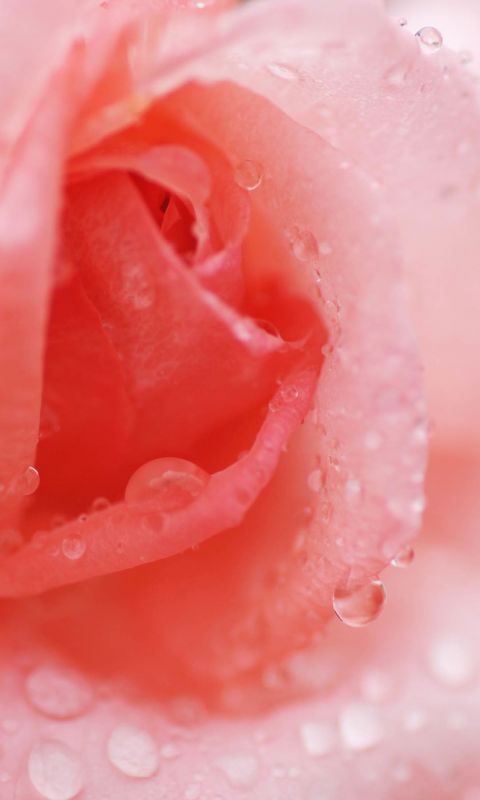 Beautiful Rose Flower