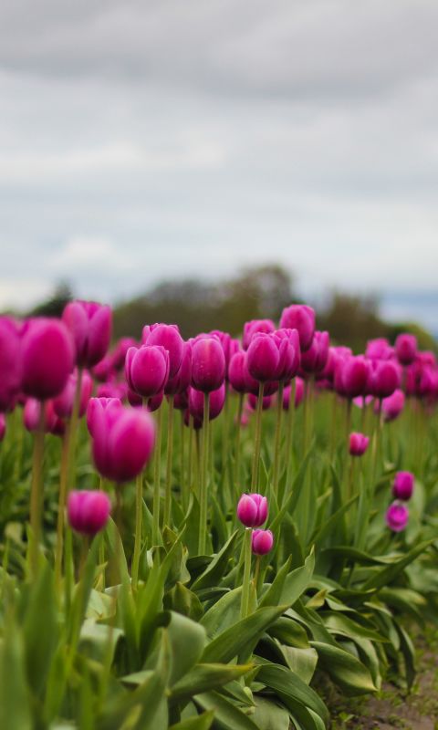 Tulips