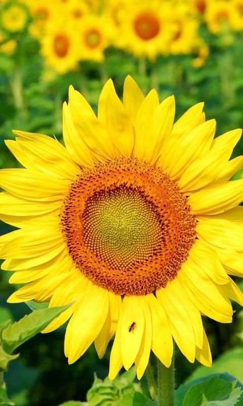 Beautiful Sunflowers