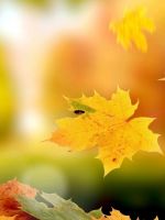 Beautiful Autumn Leaves