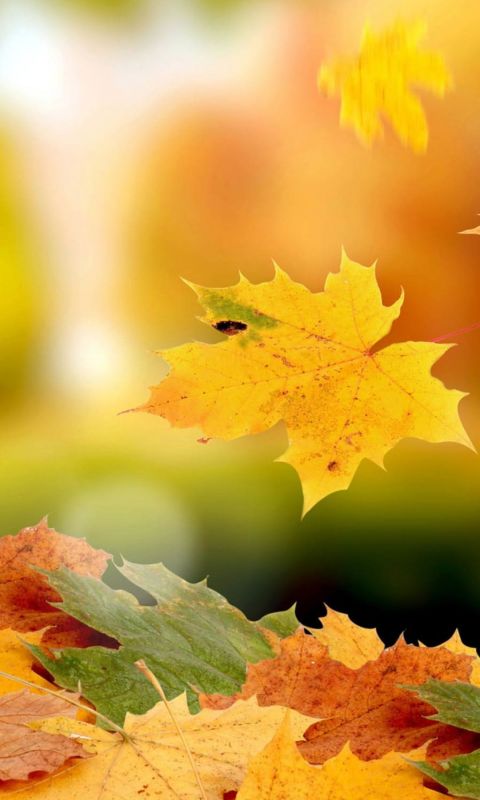 Beautiful Autumn Leaves
