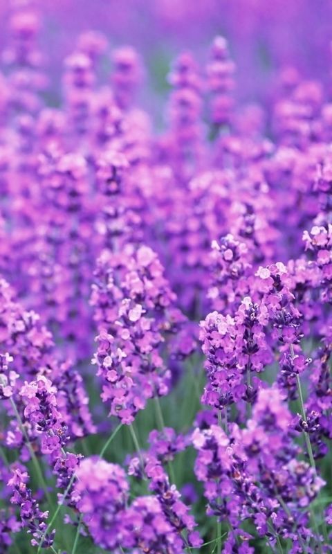 Beautiful Flower