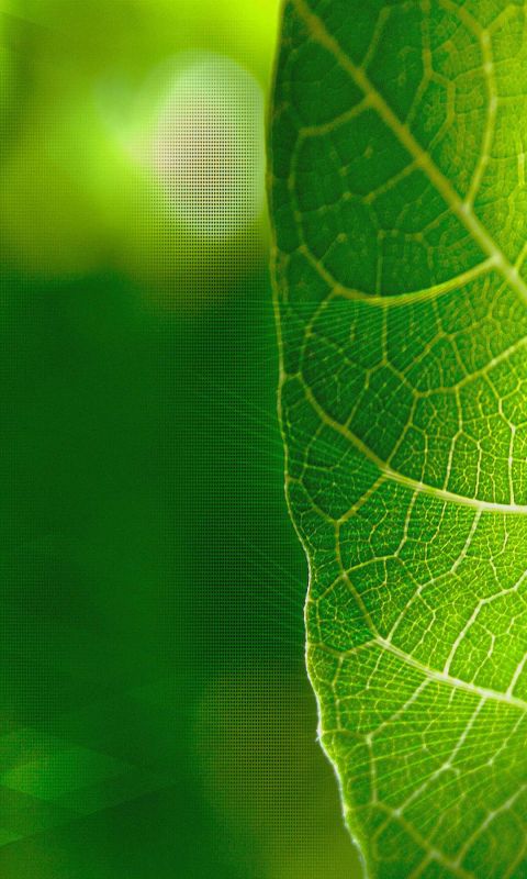 Green Leaf