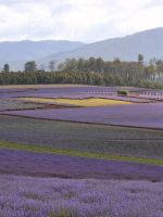 Lavender Farm Oak Tree Beautiful Purple Bridestowetasmania Travel  K Ultra Hd Wallpapers     X