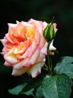 Rose Bloom Macro IPhone   Plus Wallpaper Ilikewallpaper Com