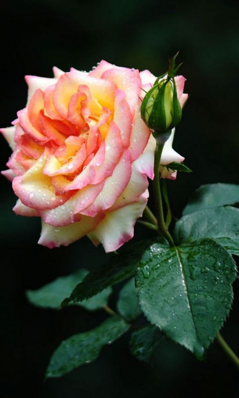 Rose Bloom Macro IPhone   Plus Wallpaper Ilikewallpaper Com