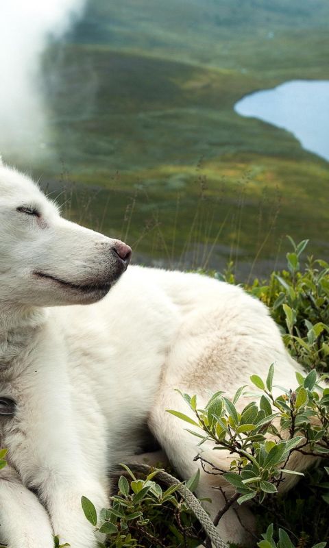 Dog Cute Beautiful             X