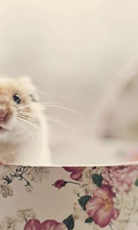 Mouse Box Animal Beautiful             X