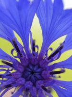 Cornflower Blue Beautiful Top Wallpapers     X