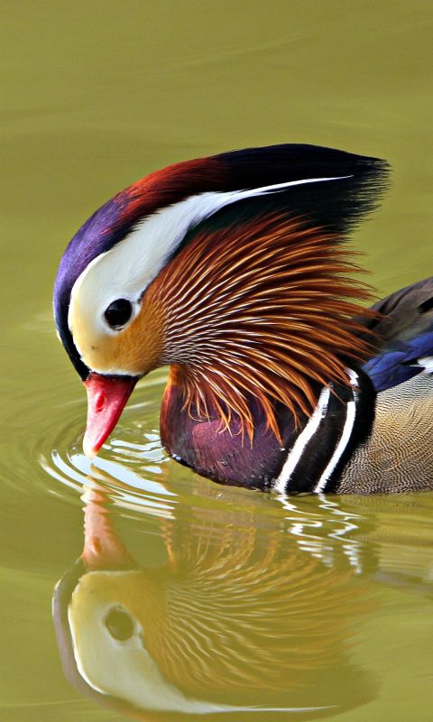 Mandarin Duck HD IPhone Wallpaper