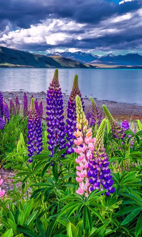 Serenity Sky Nature Cloudy Summer Beautiful Shore Meadow Clouds Flowers             X