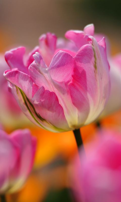 Beautiful Tulips Flowers Wallpaper Pictures