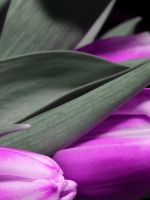 Tulip Black Dark Purple