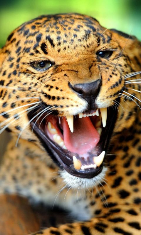 Leopard