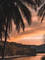 silhouette of palm tree during golden hour wallpaper