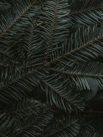green pine tree leaves wallpaper