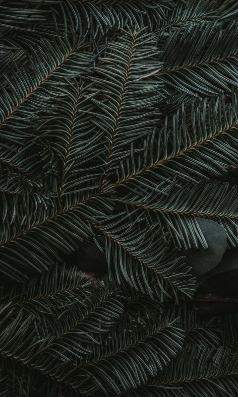 green pine tree leaves wallpaper