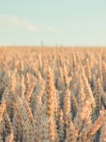 Nature Rye Field Farmland wallpaper