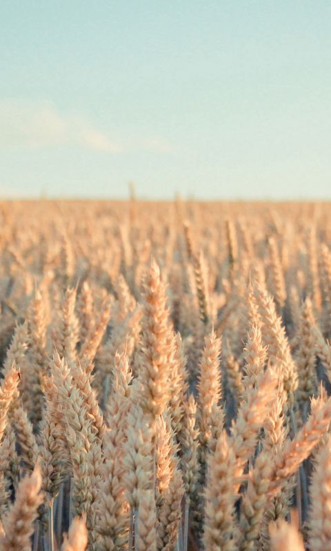 Nature Rye Field Farmland wallpaper