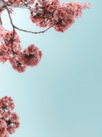 selective photograph of branches with flower wallpaper