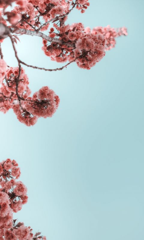 selective photograph of branches with flower wallpaper