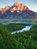 green trees on body of water wallpaper
