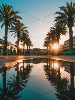 small body of water between palm tree wallpaper