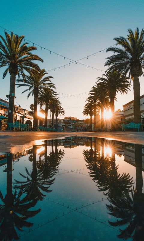 small body of water between palm tree wallpaper