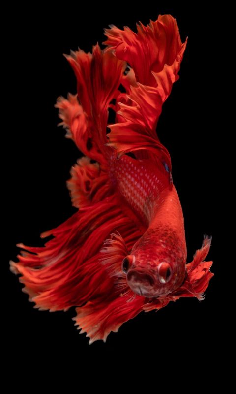 red Siamese fighting fish wallpaper