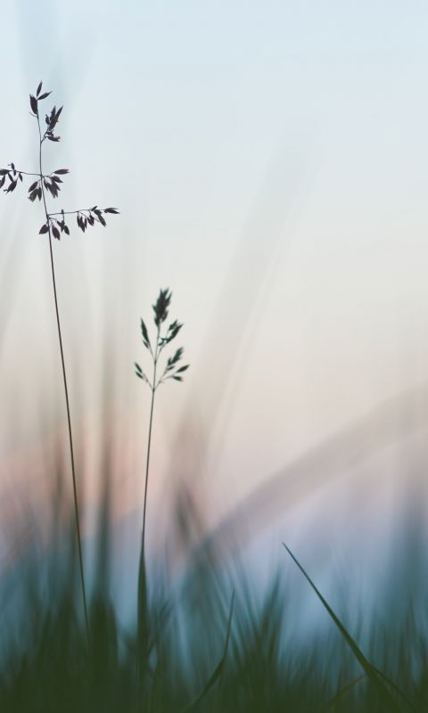 A good part of my pictures are about shallow depth... wallpaper
