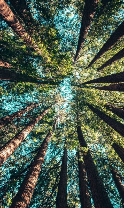low angle photography of trees at daytime wallpaper