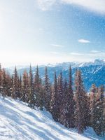 brown trees on mountain wallpaper