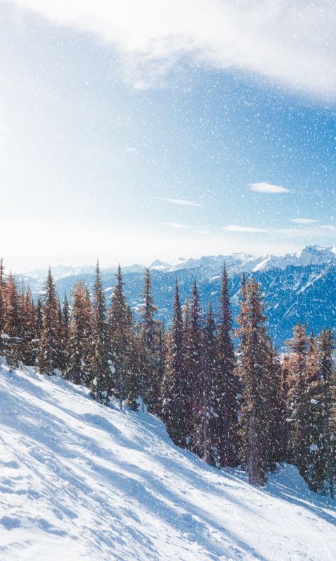 brown trees on mountain wallpaper