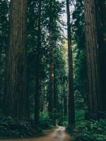 empty dirt road between trees wallpaper