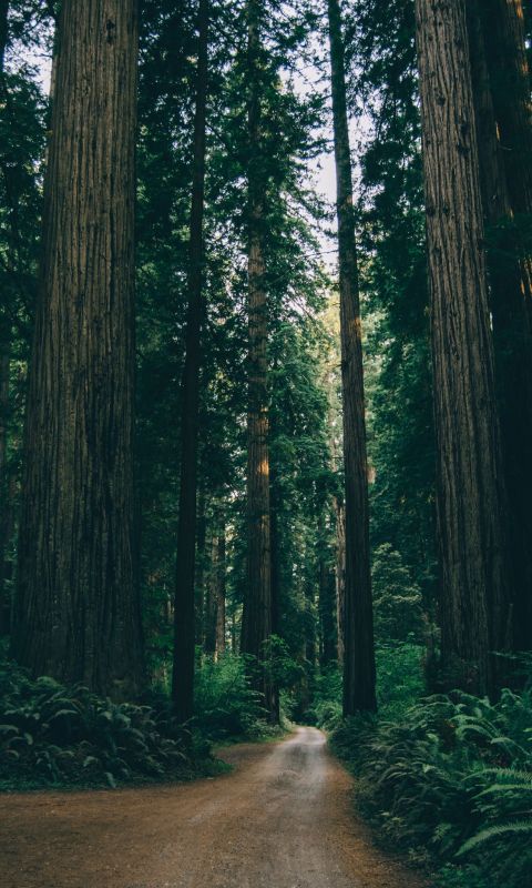 empty dirt road between trees wallpaper