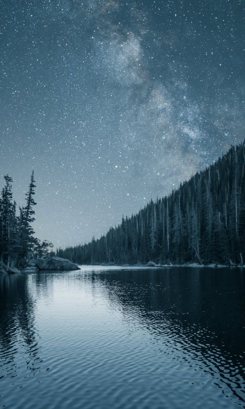 trees near ocean wallpaper