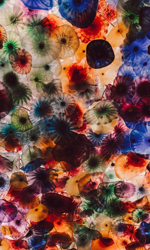 Colored Jellyfidshes wallpaper