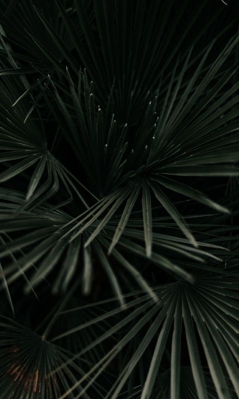 grayscale photography of leaves wallpaper