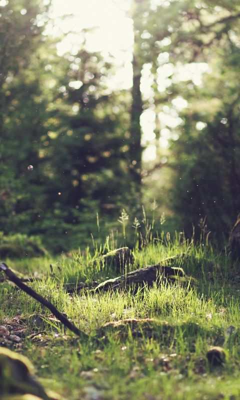 Forest wallpaper