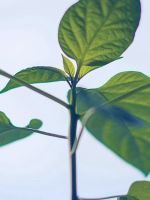 Flower Leaf Green Simple Minimal Nature wallpaper
