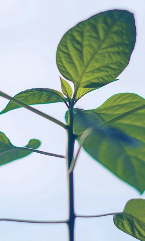 Flower Leaf Green Simple Minimal Nature wallpaper