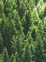 green pine trees in forrest wallpaper