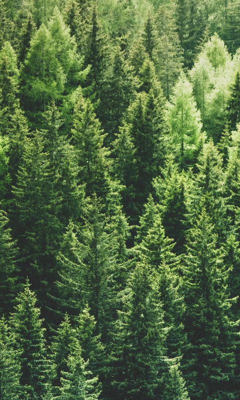 green pine trees in forrest wallpaper