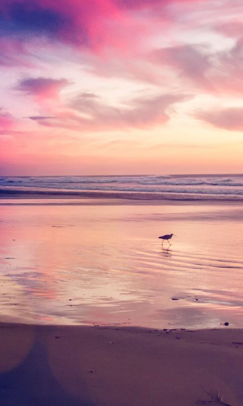 Sunset beach bird wallpaper
