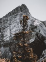 brown and green trees near mountain during daytime wallpaper